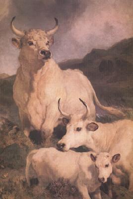 Sir Edwin Landseer Wild Cattle at Chillingham (nn03)